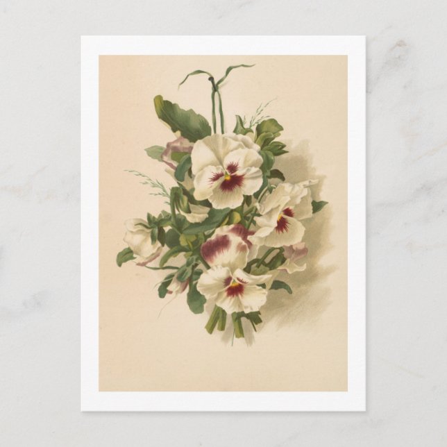 Postal Cartão Postal: Panteras brancas e roxas (Frente)