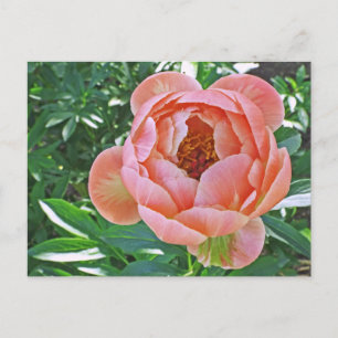 Postal cartão postal: "PEACHY PINK PEONY"