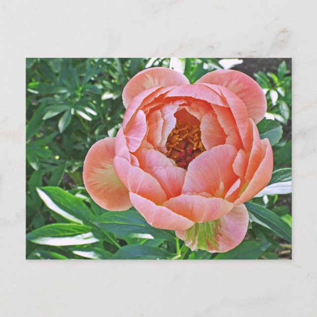 Postal cartão postal: "PEACHY PINK PEONY" (Frente)