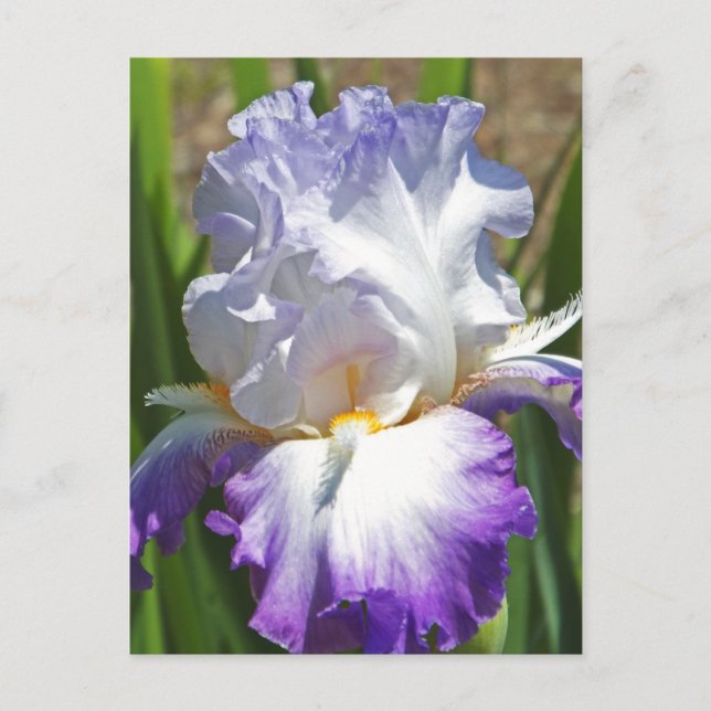 Postal cartão postal, "RÚPLE & BRANCA IRIS COM TOQUE DE D (Frente)