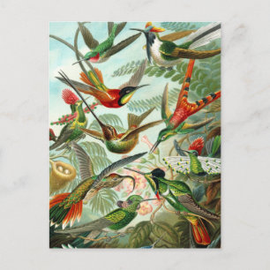 Postal Cartão Postal: Trochilidae ("Hummingbird") por H