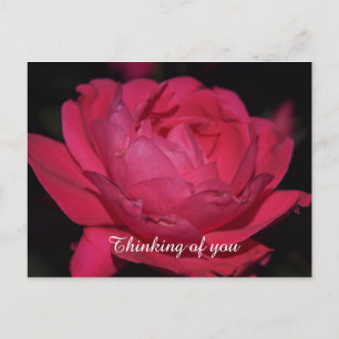 Postal Cartão postal. Uma rosa com qualquer outro nome