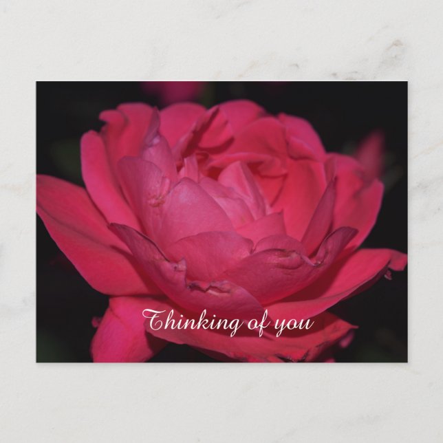 Postal Cartão postal. Uma rosa com qualquer outro nome (Frente)