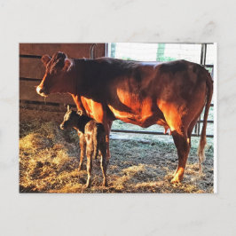 Postal Cartão Postal. Vaca e bezerro.