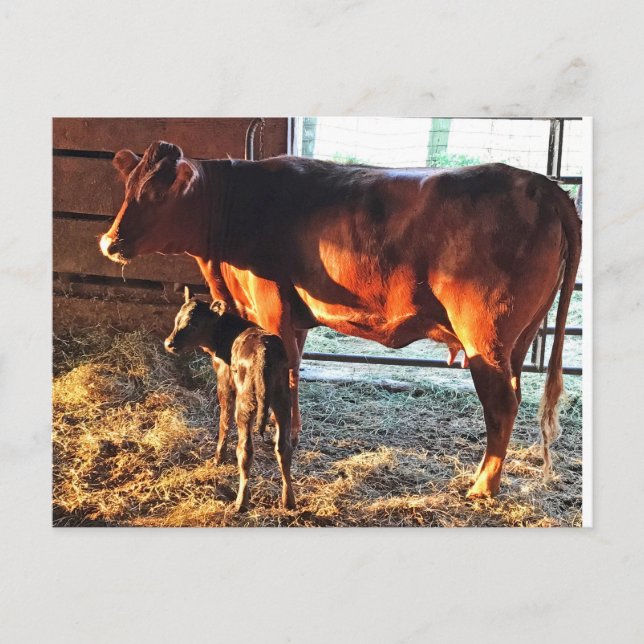 Postal Cartão Postal. Vaca e bezerro. (Frente)