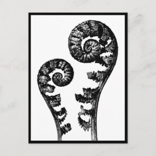 Postal Cartão postal-Vintage Fotografia-Karl Blossfeldt