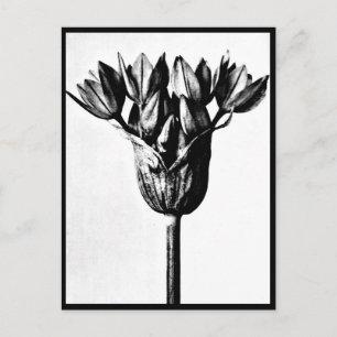 Postal Cartão postal-Vintage Fotografia-Karl Blossfeldt 1