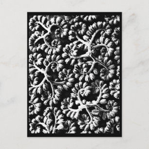 Postal Cartão postal-Vintage Fotografia-Karl Blossfeldt 2