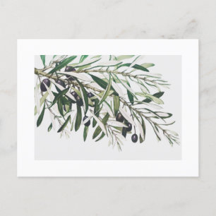 POSTAL CARTÃO POSTAL: VINTAGE OLIVE BRANCH