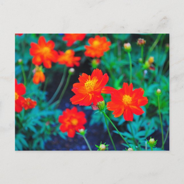 Postal Cartão poste de flores vibrantes (Frente)