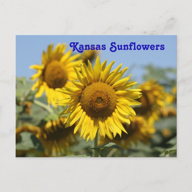 Postal CARTÃO POSTO Kansas Sunflower (Frente)