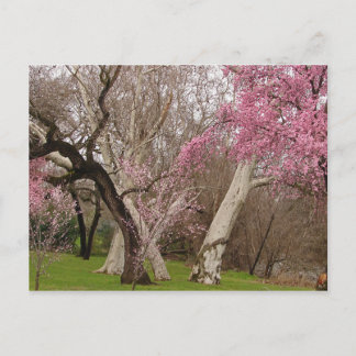 Postal CARTÃO - primavera em Chico, CA