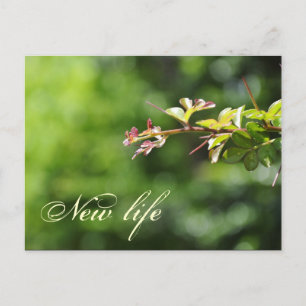 Postal Cartão verdes