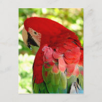 Cartão vermelho 2 do papagaio do Macaw