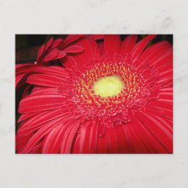 Postal Cartão vermelho da margarida