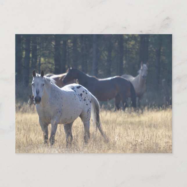 Postal cavalo com cartão poste appaloosa (Frente)