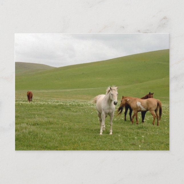 Postal Cavalos no cartão do pasto (Frente)