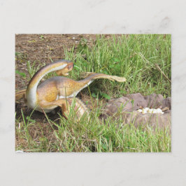 Postal Cidadão - Dinossauro - Cartão de Aprendizado