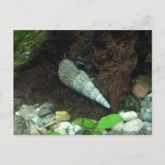 Postal Cinza e Cartão Poste de Caracol Branco (Frente)