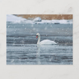 Postal Cisne nas condições de inverno nevando cartão post