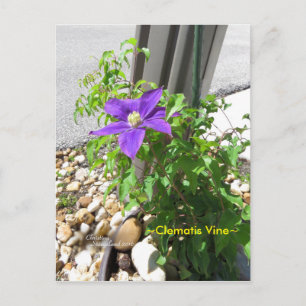 Postal Clematis púrpura Flores de Vinha Spiegeland Cartão