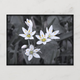 Postal Cluster com Cartão de Posto de Foto Macro de Flore