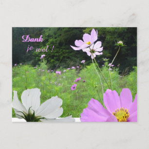 Postal Cosmea, Campo de Flores Silvestres Cartão de Agrad