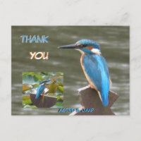 Cute Kingfishers Cust. Cartão de Agradecimento