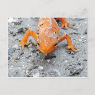 Postal Da salamandra cartão próximo acima