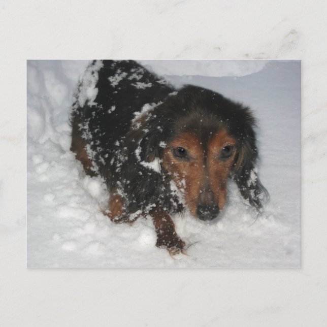 Postal Dachshund no Cartão de Neve (Frente)