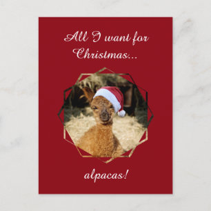 Postal De Festividades Cartão do Natal da alpaca