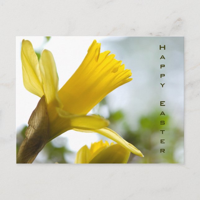 Postal De Festividades Daffodil  • Cartão da páscoa (Frente)