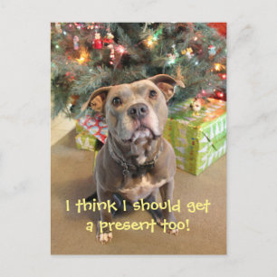 Postal De Festividades Pitbull eu quero um cartão atual do Natal