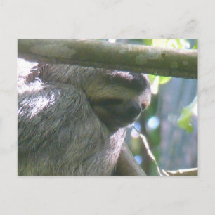 Postal De Festividades Preguiçoso Fofinho da Costa Rica Close Up Cartão P