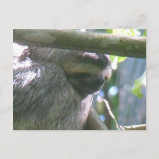 Postal De Festividades Preguiçoso Fofinho da Costa Rica Close Up Cartão P