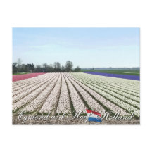 Egmond aan den Hoef Bulb Flowers Holland Cartão po