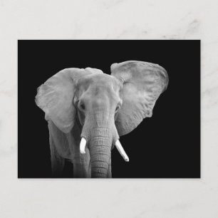 Postal Elefante africano no preto - cartão
