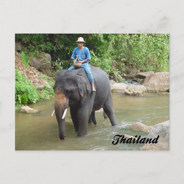 Postal Elefante e Mahout cartão de Chiang Mai, Tailândia (Frente)