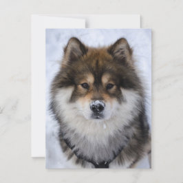 Postal Eurasier, cartão de saudação para cães