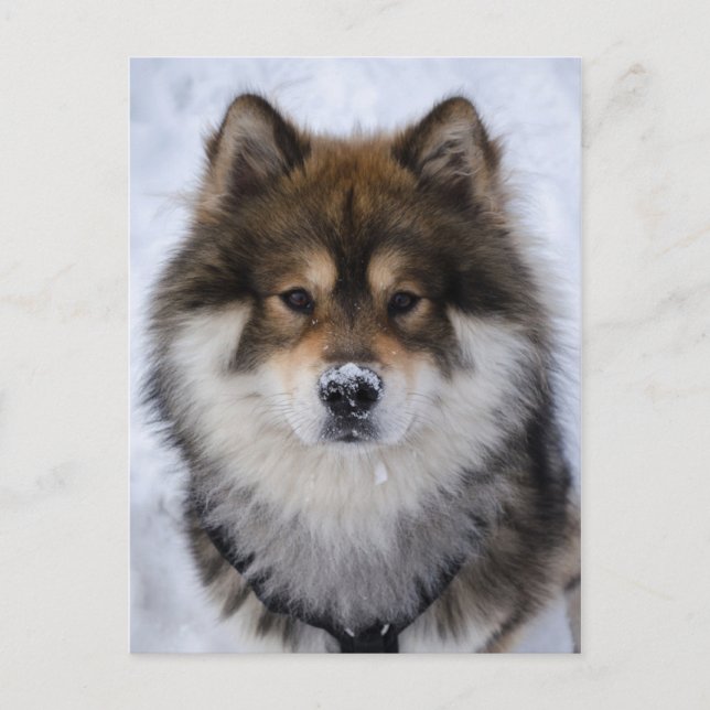 Postal Eurasier, cartão de saudação para cães (Frente)