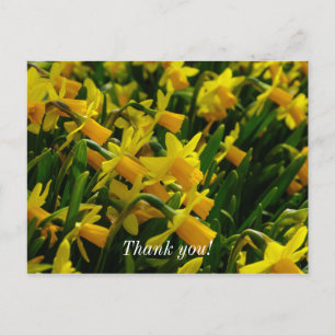 Postal Família de Narcisos Cartão de Agradecimento