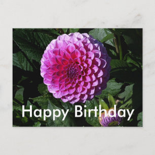 Postal Feliz Aniversário Dahlia Pink Paradise #1 Cartão P