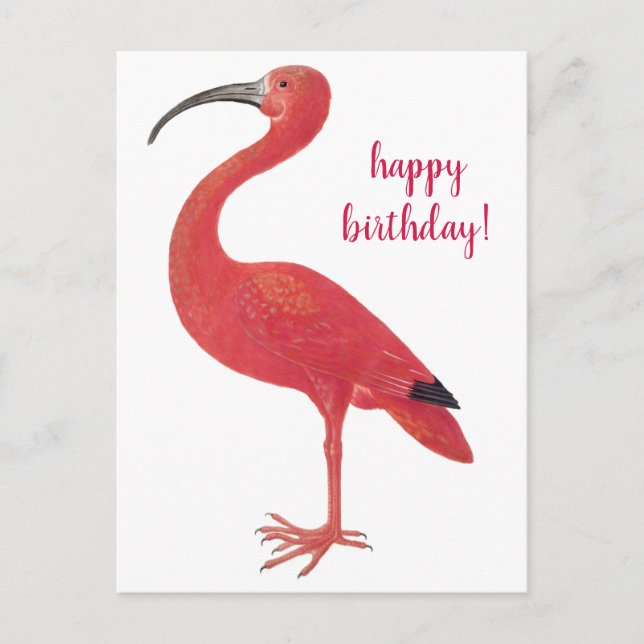 Postal Feliz Aniversário Flamingo Arte Antiga em Cartão P (Frente)