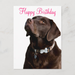 Postal Feliz Aniversário Labrador - Cartão de Posto para
