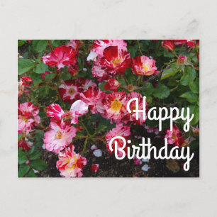 Postal Feliz Aniversário Quatro de Julho Rosa #1 Cartão P