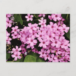 Postal Flores do trevo - cartão