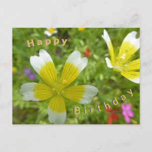Postal Flores Silvestres: Cartão de Aniversário Branco Am