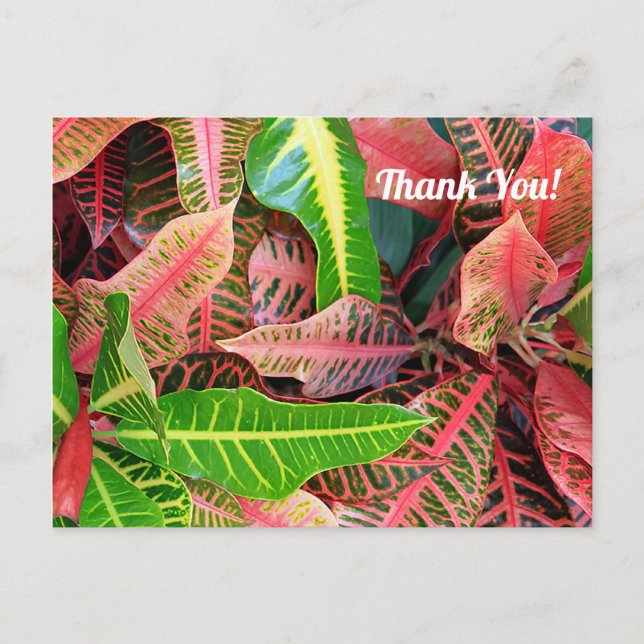 Postal Folhas 3253 Cartão de agradecimento (Frente)