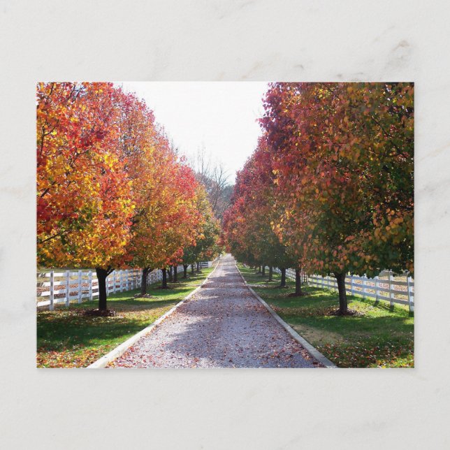 Postal Folhas de outono no Cartão de Posto Glen Allen VA  (Frente)