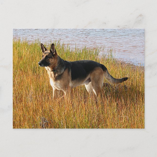 Postal Foto do German shepherd vermelho puro no cartão po (Frente)